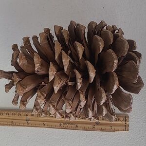 Coulter Pine Cone pinecone California giant